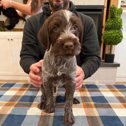 Girl 2 - Brown and gray female Wirehaired Pointing Griffon puppy in Shelley, Idaho from Western Gundogs