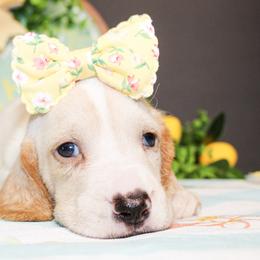 Sassy - Lemon and white female Basset Hound puppy in Antlers, Oklahoma from Rocking H