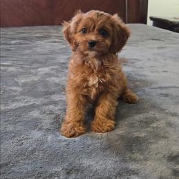 Joy - Red female Cavapoo puppy in Copan, Oklahoma from Tatums cavapoos