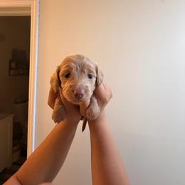 Purple - Cream female Dachshund puppy in Plantation, Florida from Lovelaced Pups