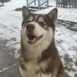 Leo - Siberian Husky