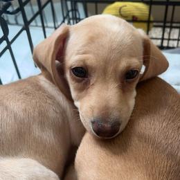 Dachshund Puppies from Jae’s Puppy House