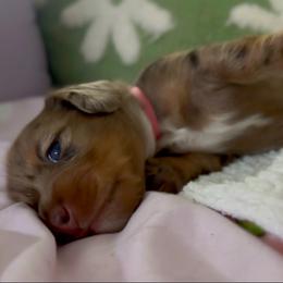 Kahlúa - Dapple female Dachshund puppy in Summerfield, Florida from Dachshundly Perfect