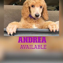 Andrea - Apricot Poodle puppy in Oceanside, New York from Anastasia STANDARD Poodles three four seven seven five four two three four five