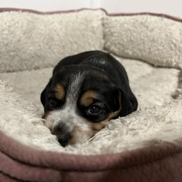 Kindle - Black tan and white female Beagle puppy in Jasper, Texas from Beech Grove Beagles