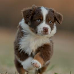 Avalon - Red tri female Miniature Australian Shepherd puppy in Hartman, Arkansas from Southern Edition Aussies