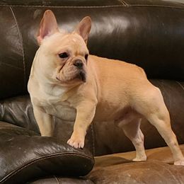 French Bulldog All Grown Up from Southern Domination Bulldogs