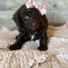 Juniper - Chocolate female Goldendoodle puppy in Redmond, Oregon from Bourbon and Lace Doodles