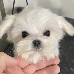 Maltese Puppies from Regal Maltese