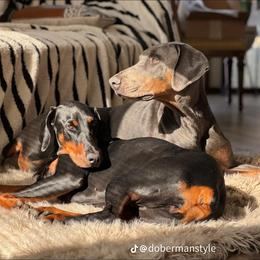 Doberman Pinscher All Grown Up from Morgan Doberman Kennel