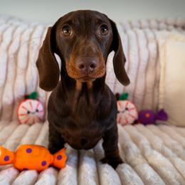 Quake Milk Dud - Chocolate and tan male Dachshund puppy in Temecula, California from Naomi Magee's Dachshund Kennel