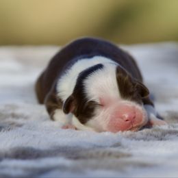 Nutmeg - Red tri-color female Miniature American Shepherd puppy in Stephenville, Texas from Diamond H Aussies