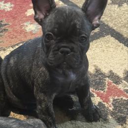 Boy 2 - Brindle male French Bulldog puppy in Livingston, Texas from Drake Home Frenchies