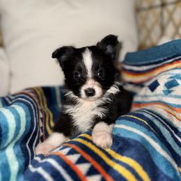 Lee - Black & white male Toy Australian Shepherd puppy in Angleton, Texas from 4LH Australian shepherds