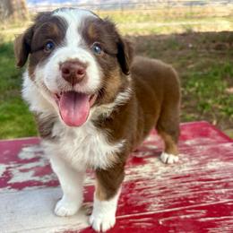 Pearl Snap - Red tri-color female Australian Shepherd puppy in Preston, Idaho from KC Bar Ranch Aussies