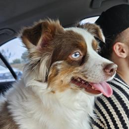 Koa - Miniature Australian Shepherd