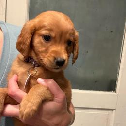 Miss Purple - Dark golden female Golden Retriever puppy in Marshfield, Missouri from Hilltop Kennel LLC
