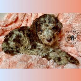 Aurora - Merle female Goldendoodle puppy in Sterling, Connecticut from Justine’s Retrievers and Doodles