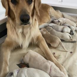 Golden Retriever Puppies from Sweeter Than Honey Golden Retrievers, LLC.