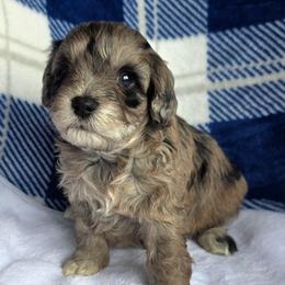 Rachel ( white collar) - Merle female Schnoodle puppy in Novinger, Missouri from Stormi Sky Schnoodles