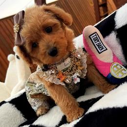 Fendi - Apricot female Maltipoo puppy in Sugar Land, Texas from Celebrity Maltipoos