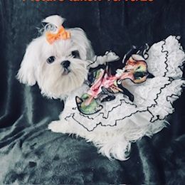 Annie - White female Maltese puppy in Alexandria, Alabama from Lydia's Maltese and Yorkshire Terriers