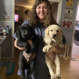 Labrador Retriever Puppies from Caddo Meadow’s Labrador Retrievers