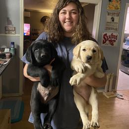 Labrador Retriever Puppies from Caddo Meadow’s Labrador Retrievers