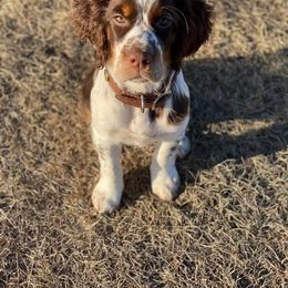 English Springer Spaniel Puppies from Sweet Southern Spaniels
