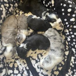 Aussiedoodle Puppies from Mini AussieDoodles on Meadow Lane