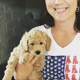 Goldendoodles from It's a Goldendoodle Thing