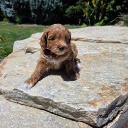 Ember - Parti female Goldendoodle puppy in Layton, Utah from Lauralyn's Goldendoodles