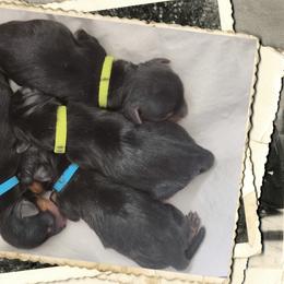 Yorkshire Terriers from Simply Perfect Yorkies