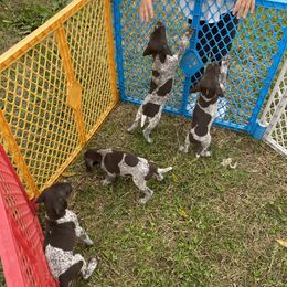 German Shorthaired Pointers from Eric and Michelle's GSP