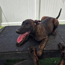 Cutie - Gold brindle female Dutch Shepherd puppy in Sherman Oaks, California from Elite K9 Group