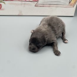 Boy 1 - Blue male Pomeranian puppy in Brentwood, California from Royalpawpoms