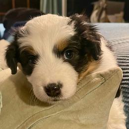 Piper - Blue merle female Australian Shepherd puppy in Martha’s Vineyard, Massachusetts from Cranberry Hill Aussies