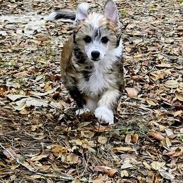 Posha - Sable female Chinese Crested puppy in Hernando, Florida from Bent Oak Chines Cresteds