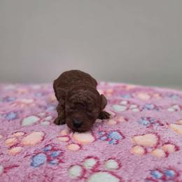 BabyFace (CKC) - Red  female Poodle puppy in Rainbow City, Alabama from Spinks Poodles