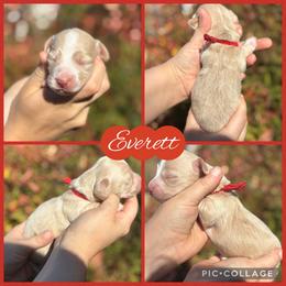 Everett - Cream male Dachshund puppy in Wichita Falls, Texas from Long Dogs in The Falls