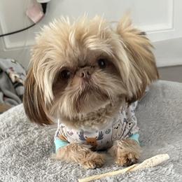 Georgie - Shih Tzu