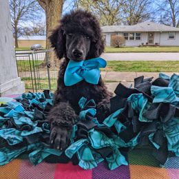 Poodle Puppies from Alue Standard Poodles