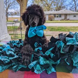 Poodle Puppies from Alue Standard Poodles