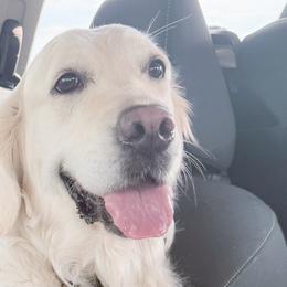 Golden Retrievers from Ivory & Pine Goldens