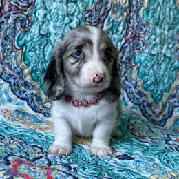 Tia - Dapple female Dachshund puppy in Lincoln, Arkansas from Red Dirt Dachshunds
