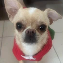 Opie - Chihuahua