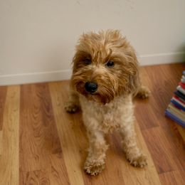 Fortune - Goldendoodle