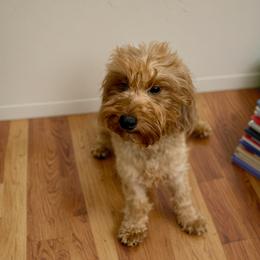 Fortune - Goldendoodle