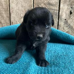 Oak - Black & white male Australian Shepherd puppy in Whitwell, Tennessee from Owl Hollow Farm