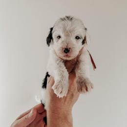Maeve. - Black and white female Sheepadoodle puppy in Wabash, Indiana from DOODCompany